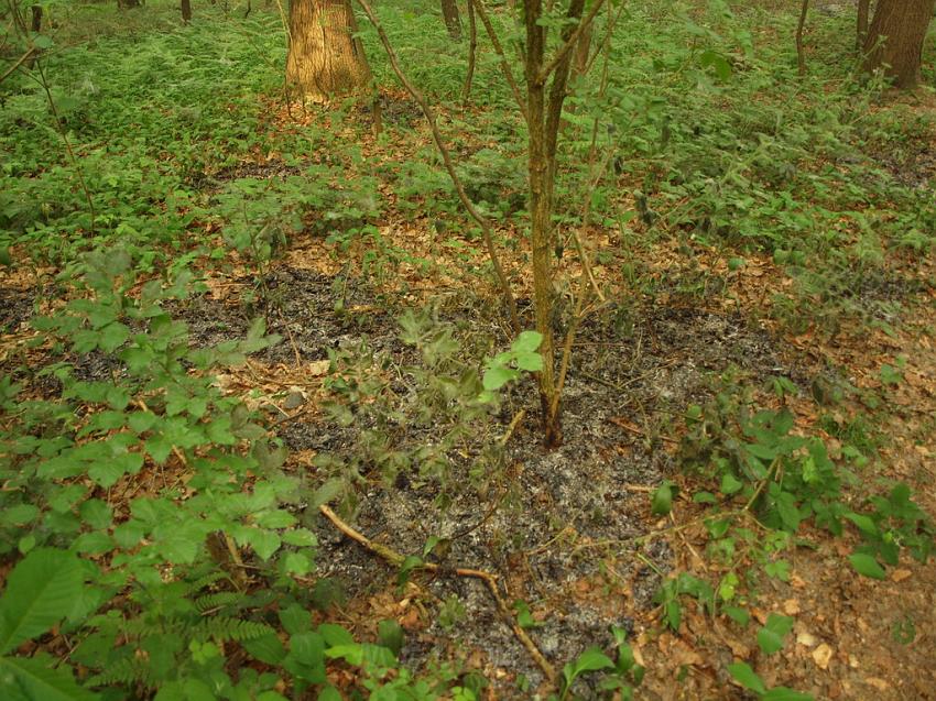 Waldbrand Bergisch Gladbach Bensberg P042.JPG